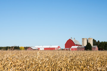 Family Farm Scene in the Fall