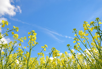 Wall Mural - Flower of a rapeseed ( Brassica napus ) on blue sky