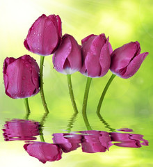 Wall Mural - fresh purple tulips reflected on the water level