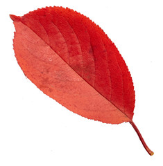 Sticker - Red autumn leaf