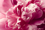 Peony flower