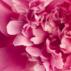 Wall Mural - Peony flower