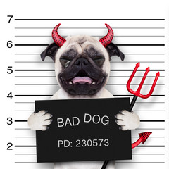 Canvas Print - halloween  mugshot Hund
