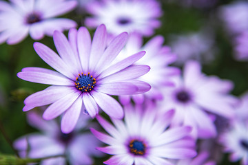 Wall Mural - Flowers in the garden in the late afternoon