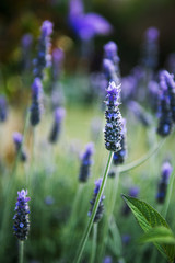 Wall Mural - Flowers in the garden in the late afternoon