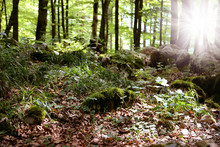 Biogradska Gora National Park, Montenegro. Autumn Forest