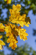 Golden Fall Scrub Oak Leaves