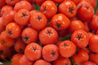 red fruit of rowan close up