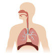 human respiratory system anatomy. vector format illustration.