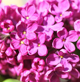 Fototapeta Kwiaty - lilac flowers