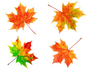 Wall Mural - autumn maple leaves