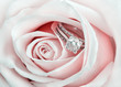 Pink Rose and diamond ring nestled inside. Macro closeup