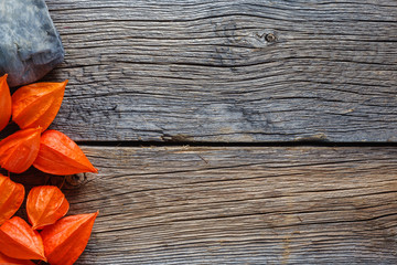 Wall Mural - Fall background