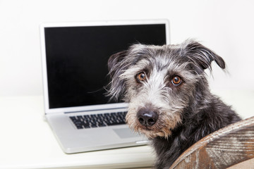 Dog sitting in front of a laptop computer