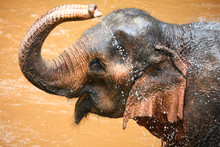 Cute Asian Elephant Splashing With Water While Taking A Bath In
