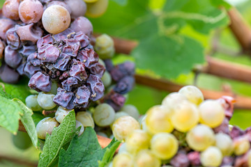 Noble rot of a wine grape, grapes with mold