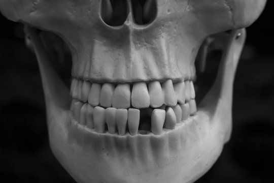Plastic human skull black and white picture.