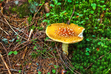 Yellow Amanita A Poisonous Mushroom In A Forest.