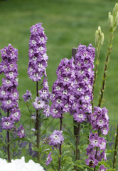 Wall Mural - Purple Delphinium Flower in Garden