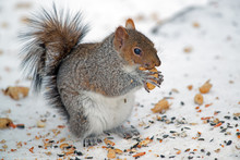 Esatern Gray Squirrel Eating Peanut In The Snow