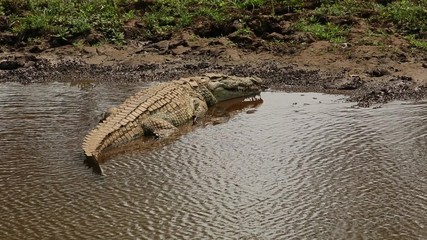 Poster - A Nile crocodile (Crocodylus niloticus) basking in the sun, Kruger National Park, South Africa