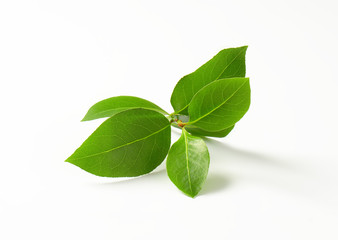 Poster - Sprig of bay leaves