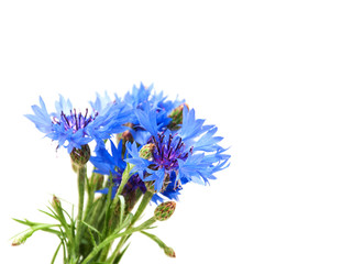 Wall Mural - Cornflowers