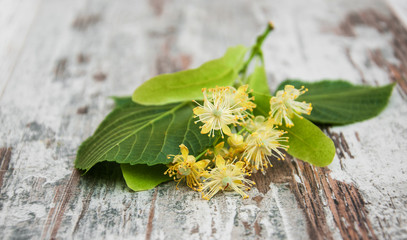 Canvas Print - Linden flowers