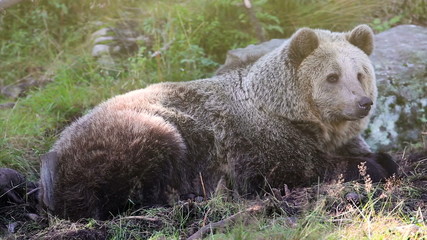 Wall Mural - large adult brown bear relaxing in the forest