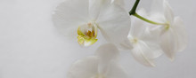 White Orchid Flower Blossom On White Background