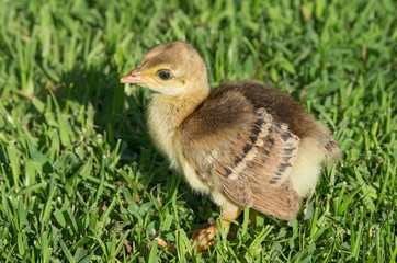 Wall Mural - Indian peafowl (Pavo cristatus) chick walking on grass. Photo taken in Southern California, USA. This is the national bird of India