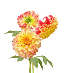 Wall Mural - Flowers