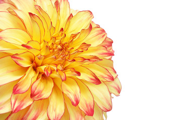 Wall Mural - Flower