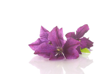 Poster - beautiful blooming clematis