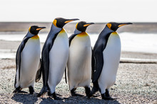 Four King Penguins (Aptenodytes Patagonicus) Standing Together O
