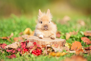Wall Mural - Little rabbit sitting on the stump in autumn