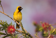 Southern Masked Weaver (Ploceus Velatus) Male Perched On Top Of