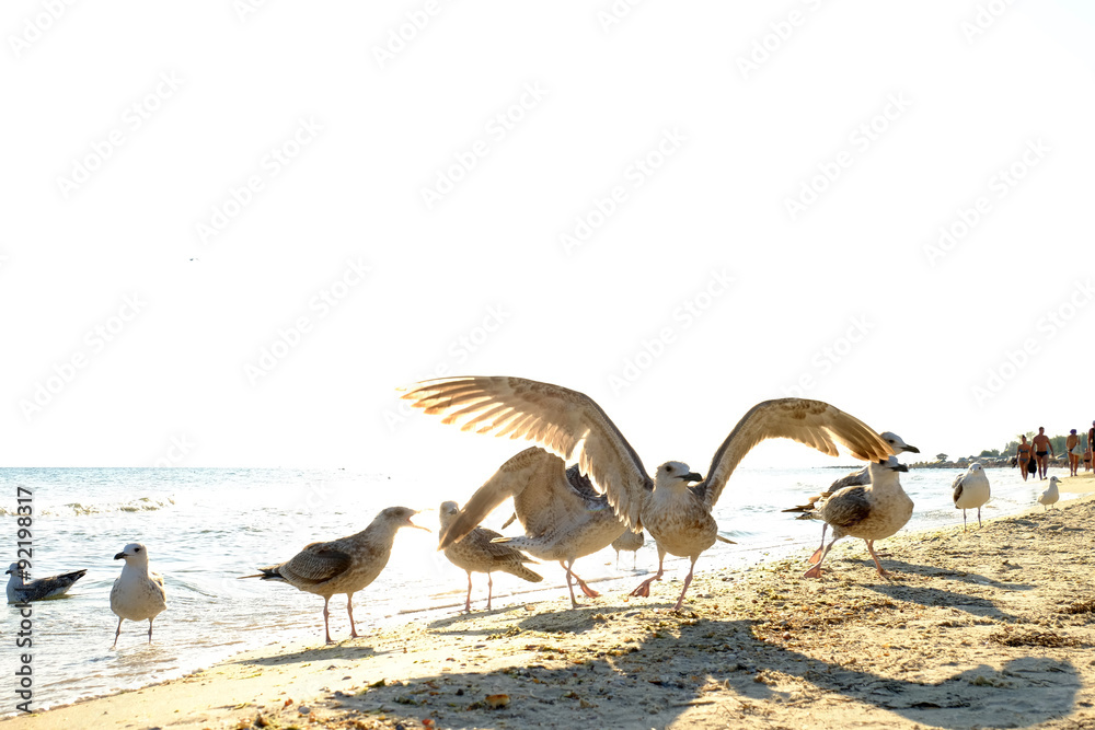 Seagulls on the seashore