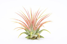 A Tillandsia On The White Background.