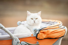 White British Shorthair Cat Sitting In A Baby Carriage