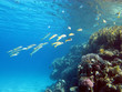 coral reef with shoal of goatfishes  in tropical sea , underwater