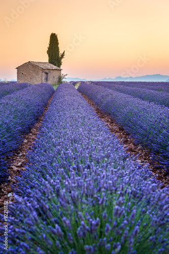 Plakat Valensole, Prowansja, Francja. Lawendowe pole pełne fioletowych kwiatów