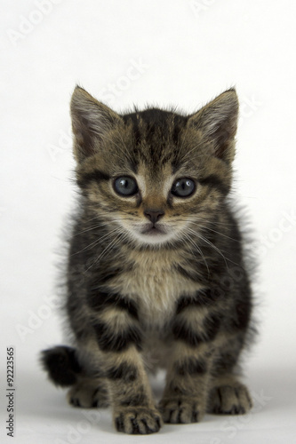 Chaton De 1 Mois Buy This Stock Photo And Explore Similar