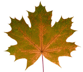 Wall Mural - autumn leaf maple on a white background isolated with clipping path. nature. closeup with no shadows
