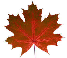 autumn leaf maple on a white background isolated with clipping path. nature. closeup with no shadows