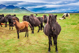 Fototapeta Konie - Several Icelandic horses in the mountains