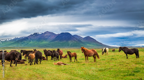 Cuadros en Lienzo Horses in the mountains in Iceland