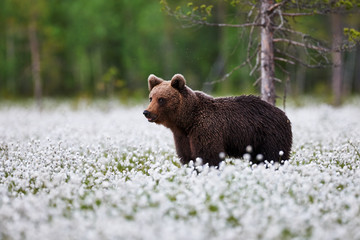 Wall Mural - brown bear between the cotton grass