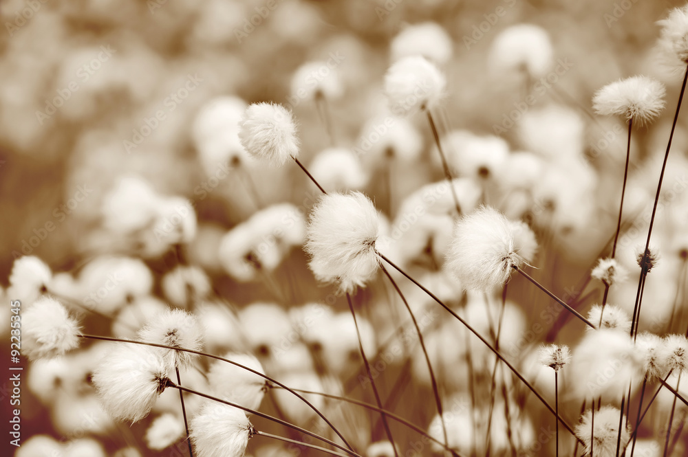 Blooming cotton grass. Toning in sepia. - obrazy, fototapety, plakaty 