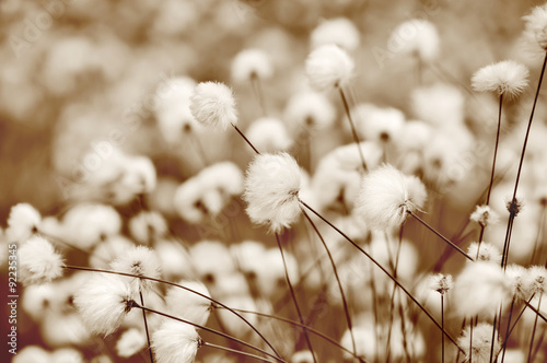 Nowoczesny obraz na płótnie Blooming cotton grass. Toning in sepia.